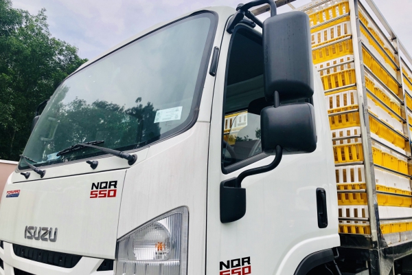 ISUZU NQR Chở gà lồng