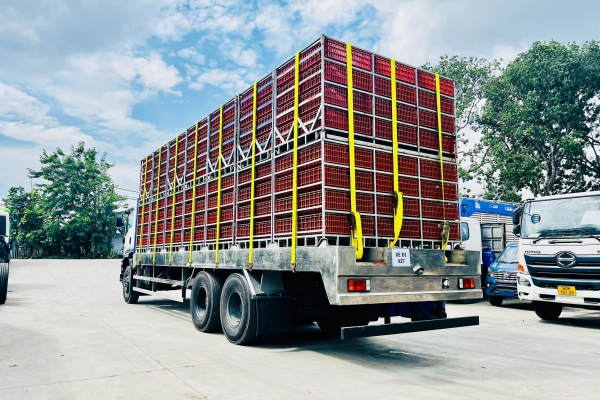 ISUZU FVM 6x4 chở gia cầm